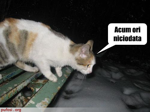 poza-amuzanta-poze-amuzante-pisica-vrea-sa-sara-in-zapada