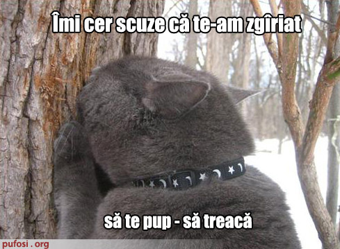 poze-amuzante-motan-padurar - FUNNY ANIMALS