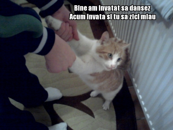 poze-amuzante-pisica-a-invatat-sa-danseze - FUNNY ANIMALS