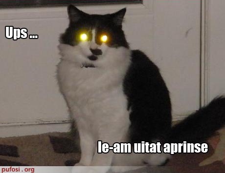 poze-amuzante-pisica-are-ochii-stralucitori - FUNNY ANIMALS