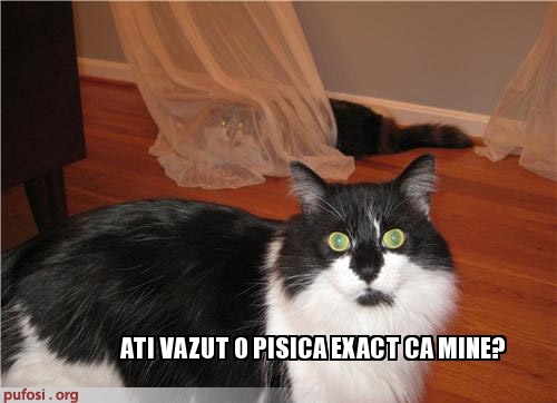 poze-amuzante-pisica-ascunsa