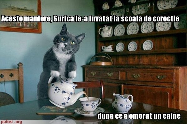 poze-amuzante-pisica-cu-maniere