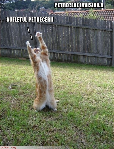 poze-amuzante-pisica-danseaza