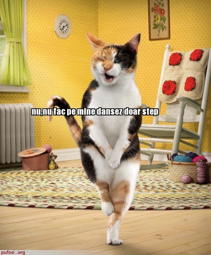 poze-amuzante-pisica-danseaza-step