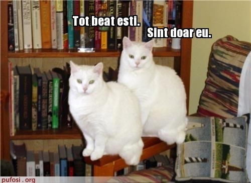 poze-amuzante-pisica-dubla