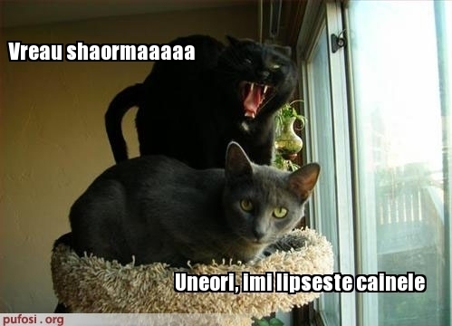poze-amuzante-pisica-enervanta