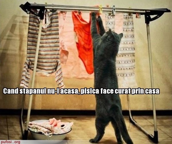 poze-amuzante-pisica-face-curat-prin-casa