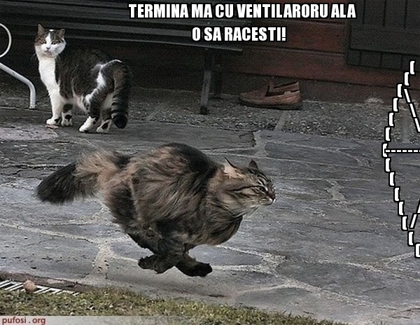 poze-amuzante-pisica-foloseste-ventilatorul