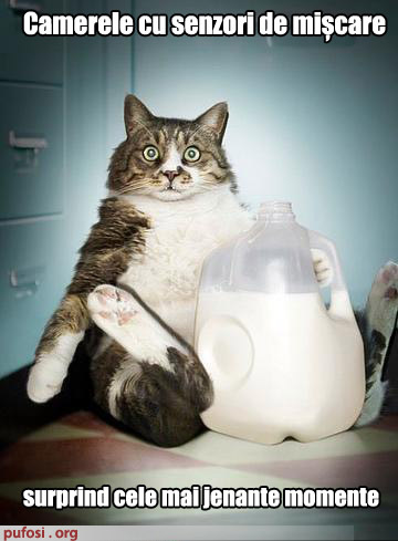 poze-amuzante-pisica-fura-lapte