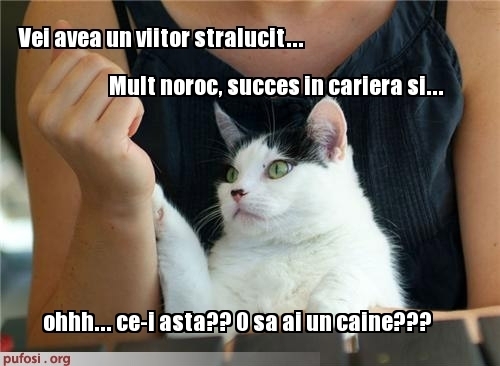 poze-amuzante-pisica-ghiceste-in-palma