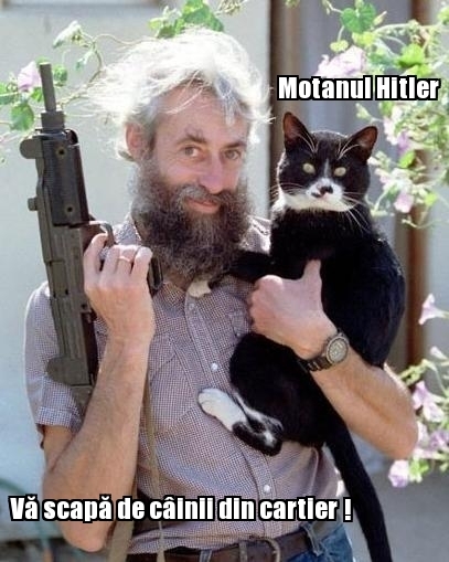 poze-amuzante-pisica-hitler