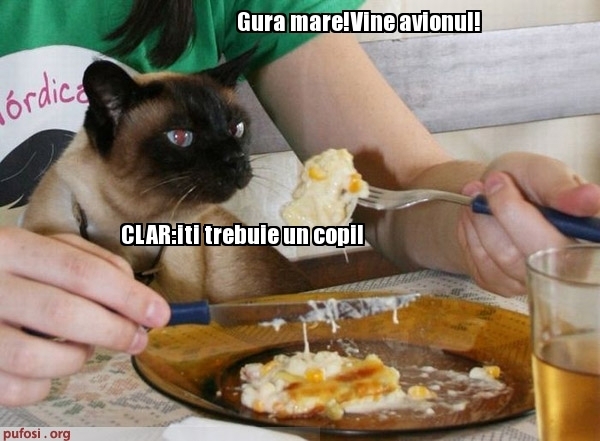 poze-amuzante-pisica-hranita-cu-lingurita