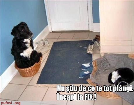 poze-amuzante-pisica-il-prosteste-pe-caine-sa-faca-schimb-de-cosuri