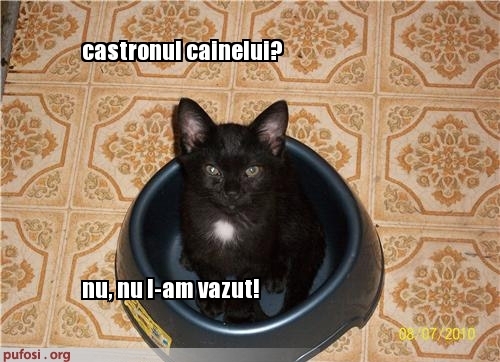 poze-amuzante-pisica-in-castron