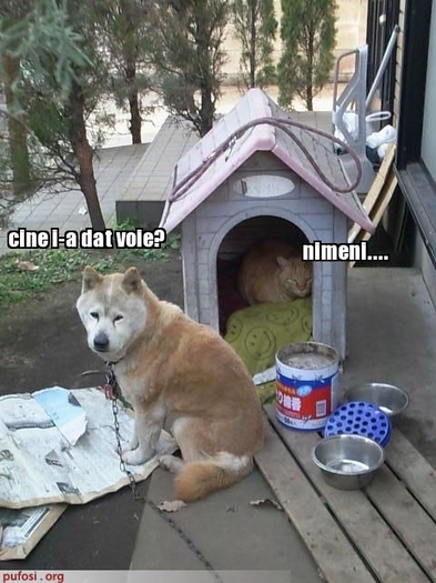 poze-amuzante-pisica-in-cusca-cainelui