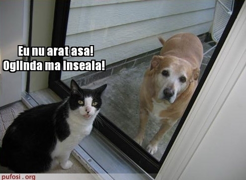 poze-amuzante-pisica-in-oglinda