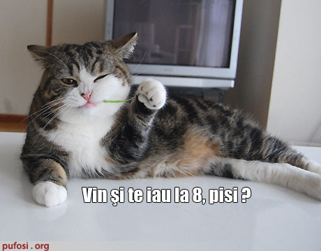 poze-amuzante-pisica-invita-in-oras-o-alta-pisica