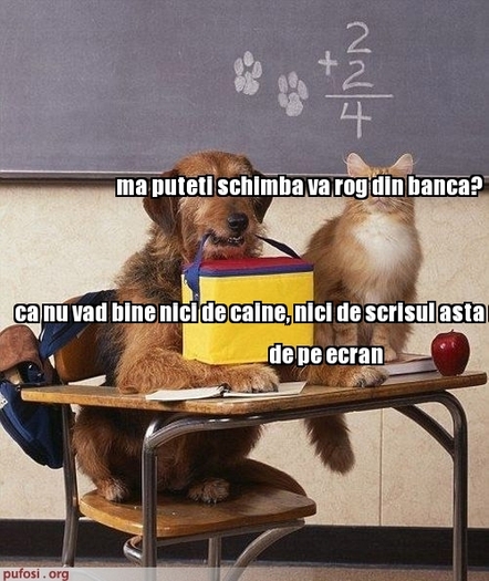 poze-amuzante-pisica-la-scoala