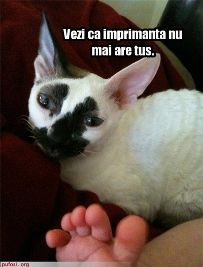 poze-amuzante-pisica-murdara