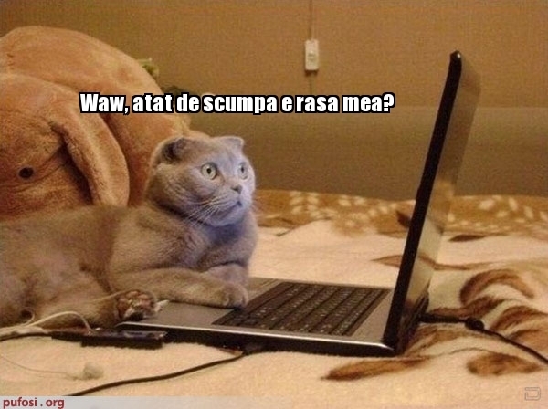 poze-amuzante-pisica-navigheaza-pe-internet1