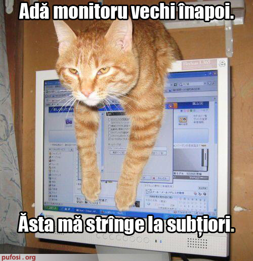 poze-amuzante-pisica-pe-monitor