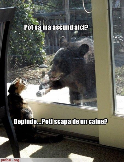 Poze Amuzante Pisica Primeste Ursul In Casa Funny Animals
