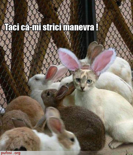 Poze Amuzante Pisica Printre Iepuri Funny Animals