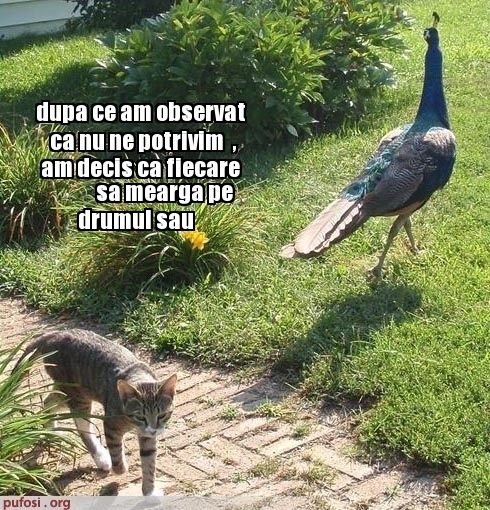 poze-amuzante-pisica-s-a-despartit-de-pasare