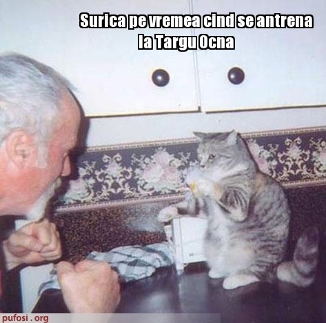 poze-amuzante-pisica-se-antreaneaza-la-targu-ocna