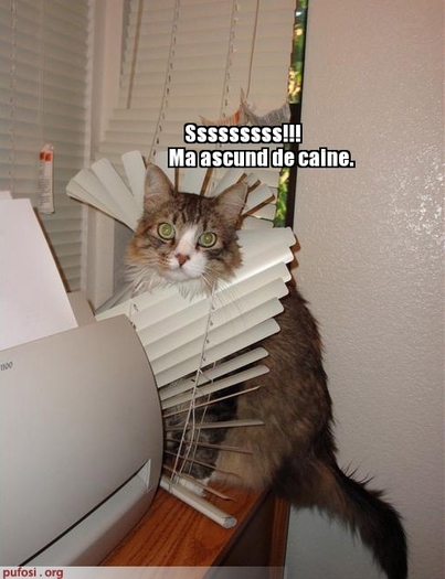 poze-amuzante-pisica-se-ascunde-de-caine