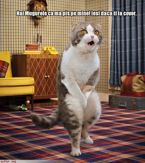 poze-amuzante-pisica-se-pisa-pe-covor