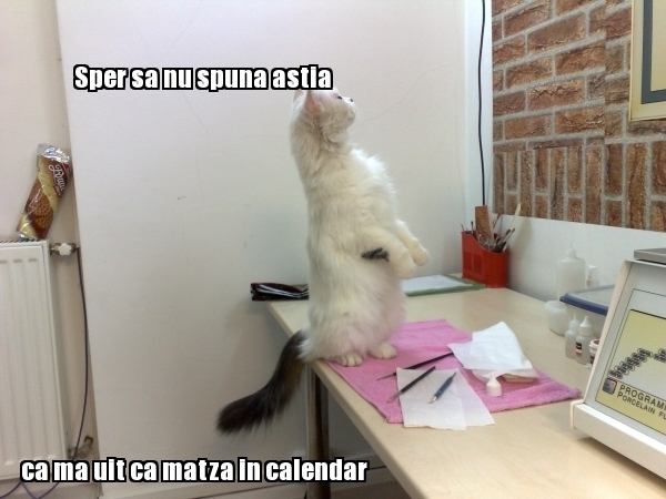 poze-amuzante-pisica-se-uita-la-calendar
