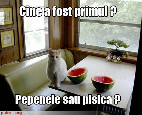 poze-amuzante-pisica-si-pepenele