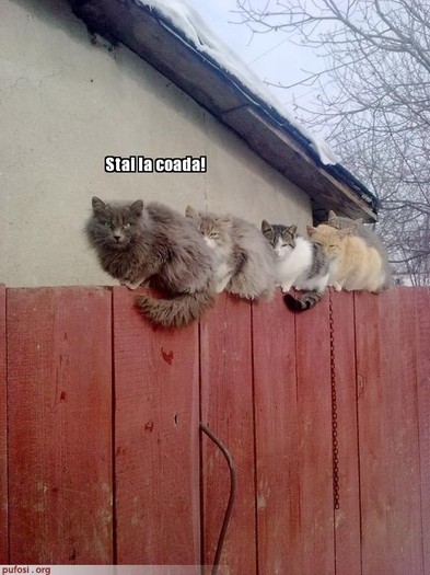 poze-amuzante-pisicile-stau-la-coada