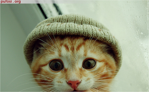 poze-amuzante-plasament - FUNNY ANIMALS