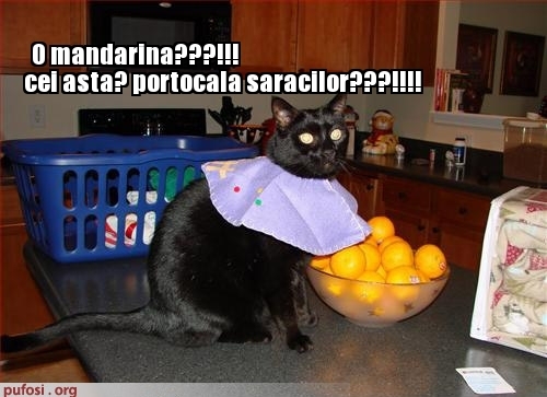 poze-amuzante-portocale-ieftine - FUNNY ANIMALS