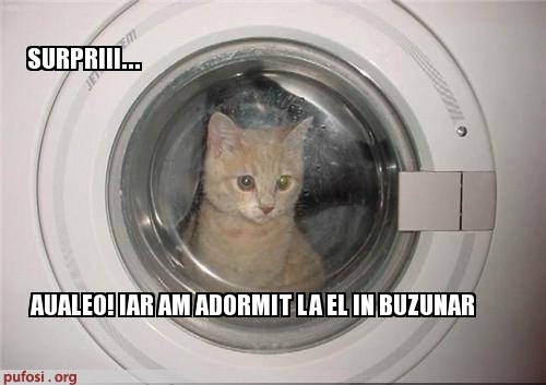 poze-amuzante-pisica-spalata