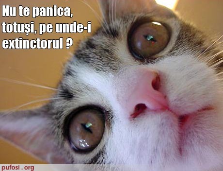 poze-amuzante-pisica-te-intreaba-unde-este-extinctorul