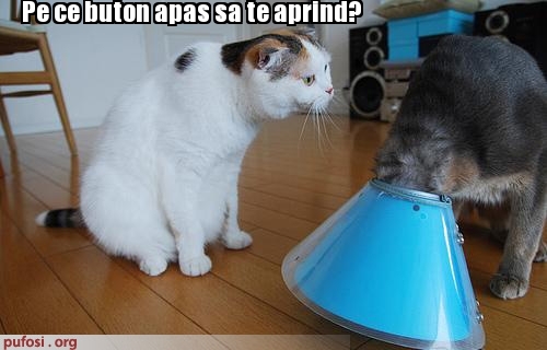 poze-amuzante-pisica-veioza