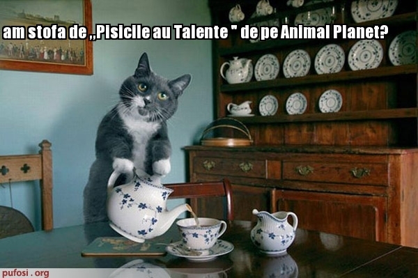 poze-amuzante-pisicile-au-talent - FUNNY ANIMALS