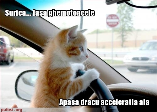 poze-amuzante-pisicile-incearca-sa-conduca-masina - FUNNY ANIMALS