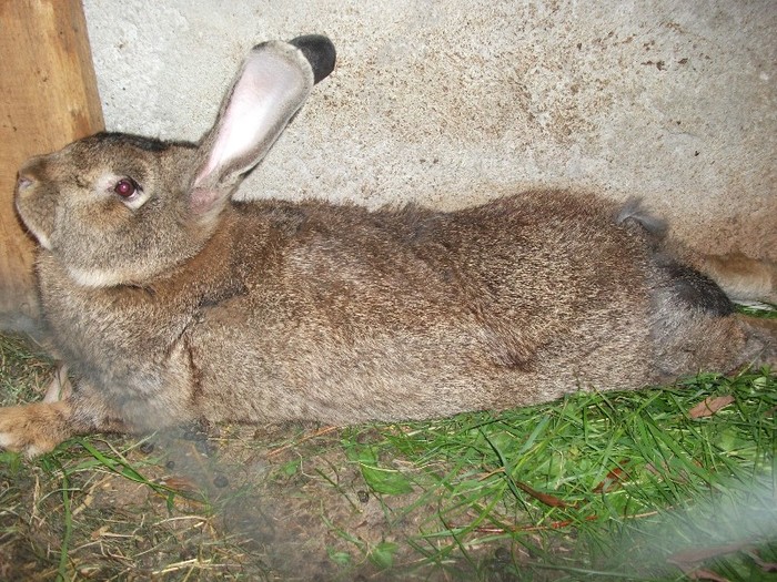 DSCF5703 - iepuri belgieni 2011