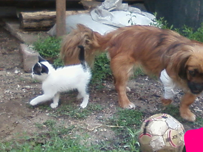 Nikita dupa accident si pisicu...