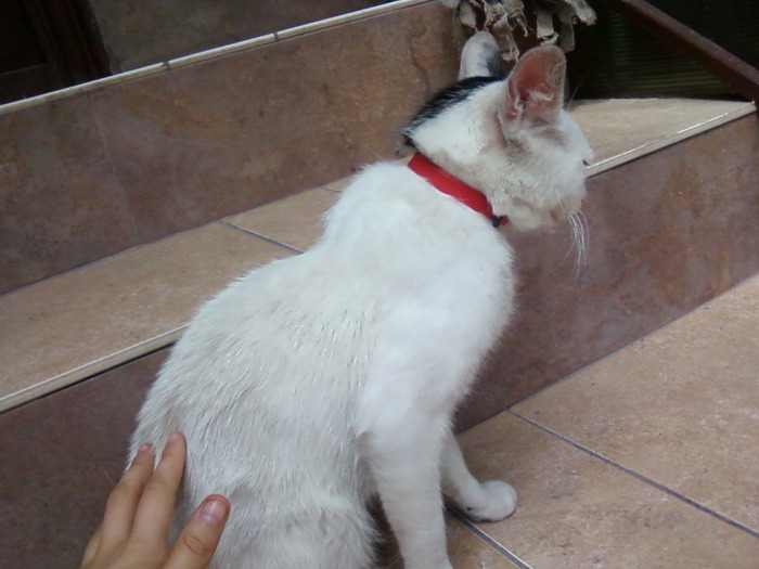 Tanu cu cureaua de purici