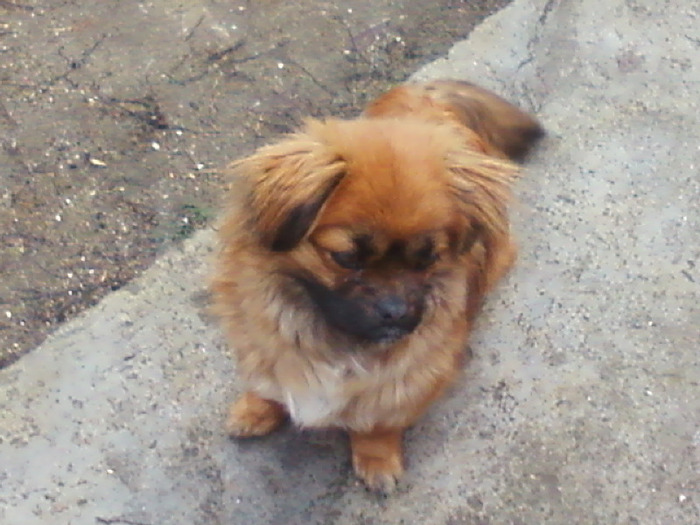 Ea numai Ea - pechinez