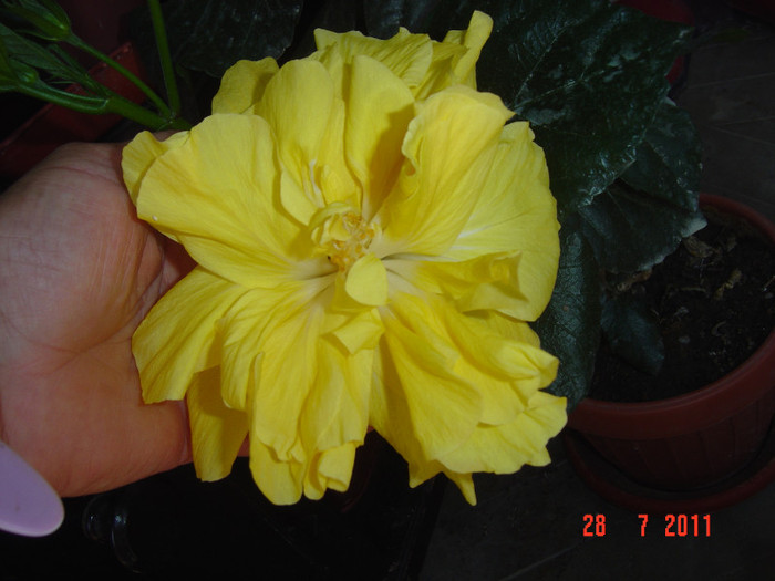 Picture 2261 - 09-2012-HIBISCUS
