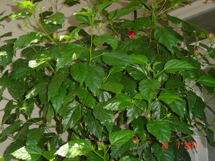 Picture 2274 - 09-2012-HIBISCUS