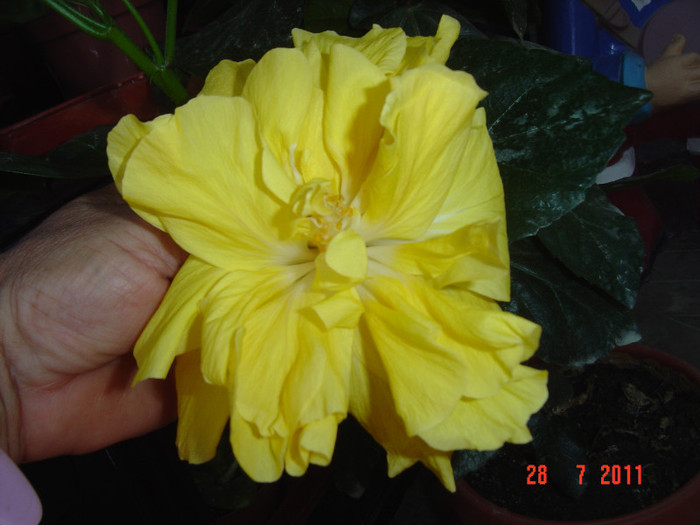 Picture 2275 - 09-2012-HIBISCUS