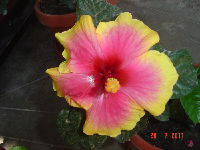 Picture 2276 - 09-2012-HIBISCUS