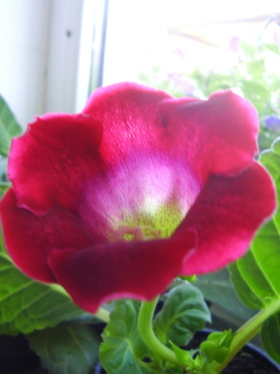 Peroni 879 - gloxinia